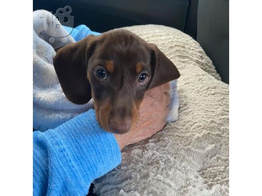 DACHSHUNDS